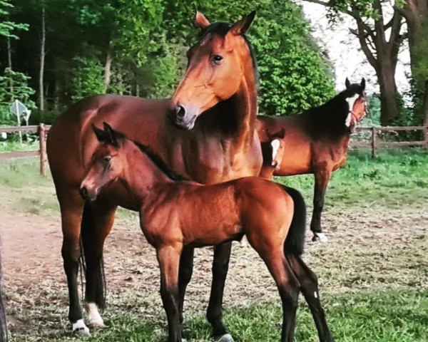 horse DaBaDee Blue EML (Swedish Warmblood, 2022, from Charthago Blue OLD)