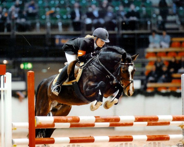 Deckhengst Baltic Dream (Deutsches Reitpony, 2001, von Black Boy)