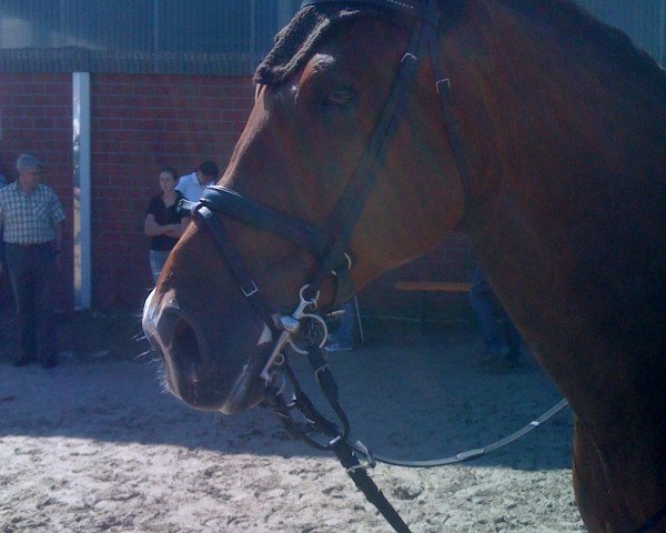 Springpferd Pedro 666 (Westfale, 1997, von Pro Pilot I) Springpferd Pedro 666 (Westfale, 1997, von Pro Pilot I)