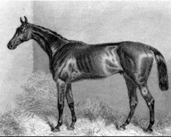 Deckhengst Lord Clifden xx (Englisches Vollblut, 1860, von Newminster xx)