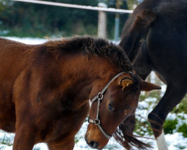 horse For Canter SO (Mecklenburg, 2022, from For The Future)