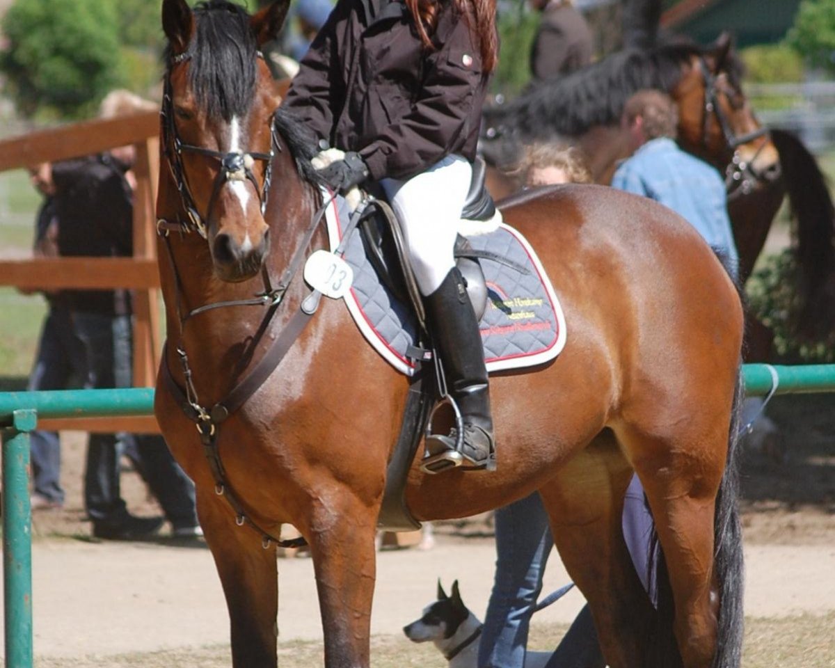 Pferd Coco Li (Rheinländer, 2002, von Cordobes I)