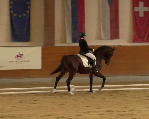 Reitturnier Weikersdorf am Steinfelde 2022
