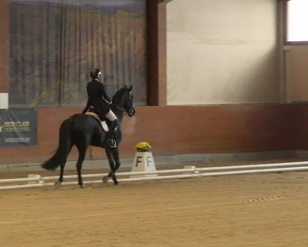 Reitturnier Weikersdorf am Steinfelde 2022