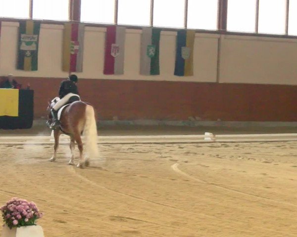 Reitturnier Weikersdorf am Steinfelde 2022