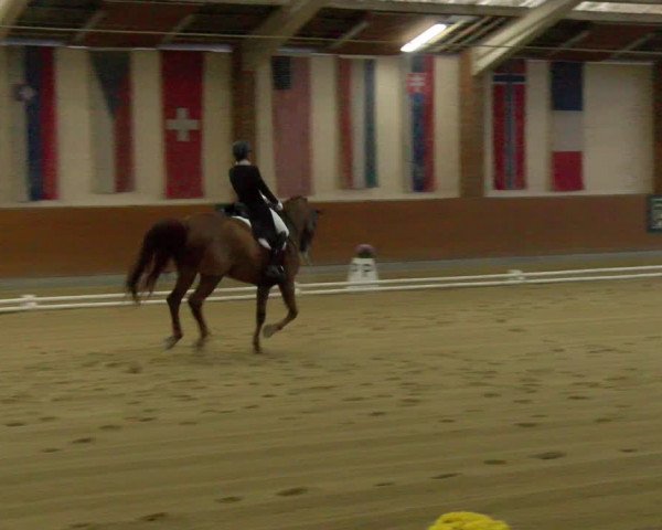 Reitturnier Weikersdorf am Steinfelde 2022