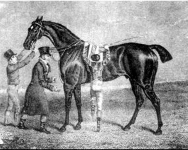 Deckhengst Lottery xx (Englisches Vollblut, 1820, von Tramp xx) Deckhengst Lottery xx (Englisches Vollblut, 1820, von Tramp xx)