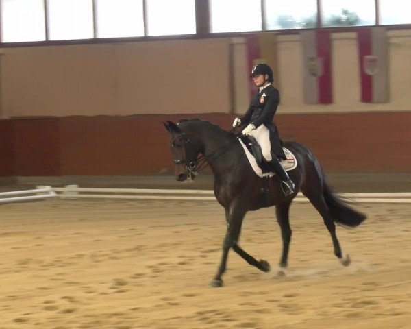 Reitturnier Weikersdorf am Steinfelde 2022