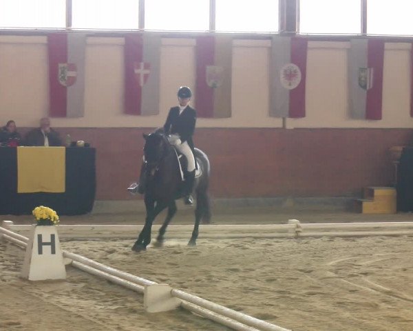 Reitturnier Weikersdorf am Steinfelde 2022