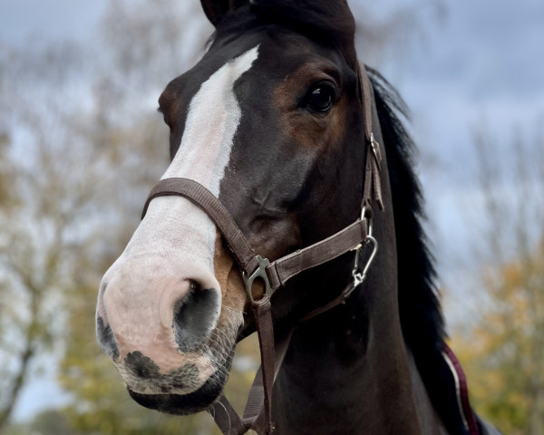 jumper Millioncino (Holsteiner, 2018, from Million Dollar)