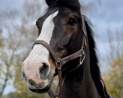 Springpferd Millioncino (Holsteiner, 2018, von Million Dollar)