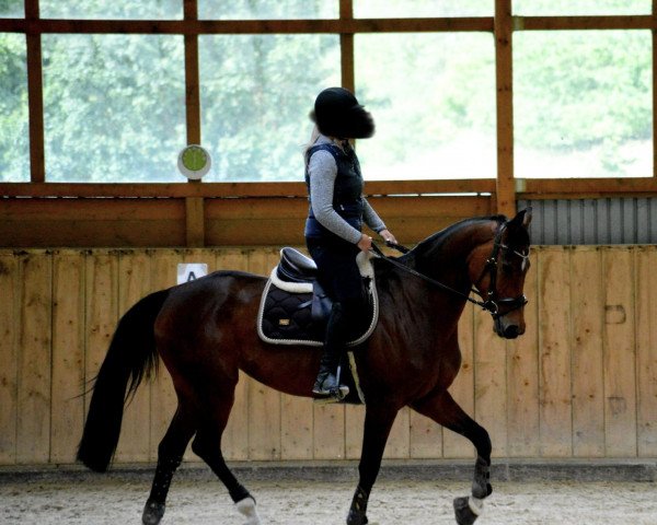 jumper Chellsie (Luxembourg horse, 2016, from Chellsini Z)