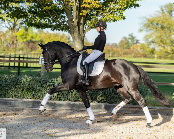 stallion Onyx (Trakehner, 2018, from Kentucky)