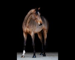 jumper Quasilotta SH (Oldenburg show jumper, 2017, from Quasimodo vd Molendreef)