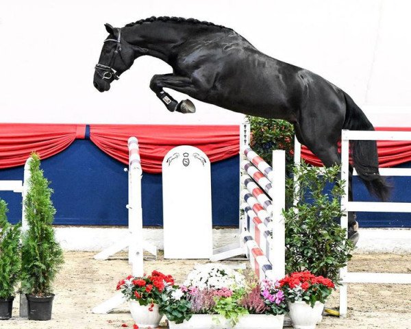 Pferd Stakkantano (Oldenburger Springpferd, 2020, von Stakkato)