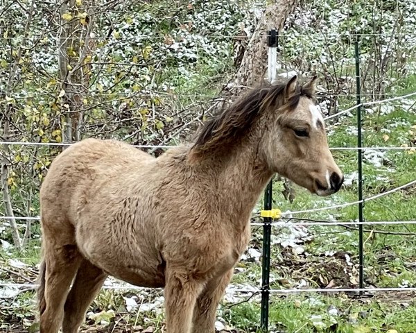 broodmare Caramell (Welsh-Pony (Section B), 2022, from Cadlanvalley Sir Ivanhoe)