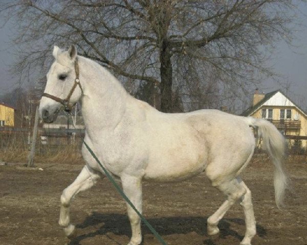 stallion Plaster (Little-Poland (malopolska), 1981, from Chryzotyl)