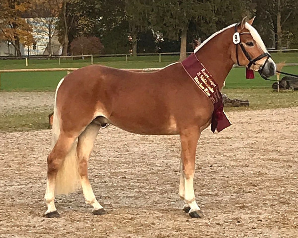 Deckhengst Witas (Wilson P) (Haflinger, 2020, von Wegas 7)