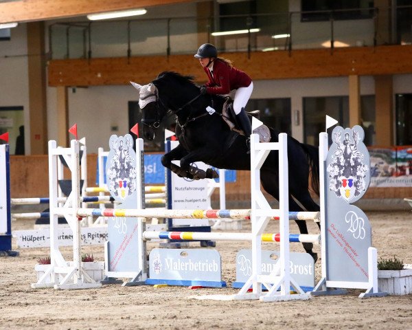 Springpferd Balous Bella Rose (Westfale, 2017, von Balounito)