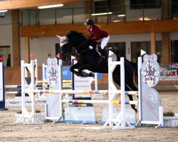 Springpferd Balous Bella Rose (Westfale, 2017, von Balounito)