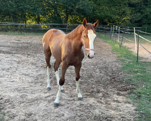 Pferd Chiqui Bou (Hannoveraner,  , von Chaccothage Blue PS)