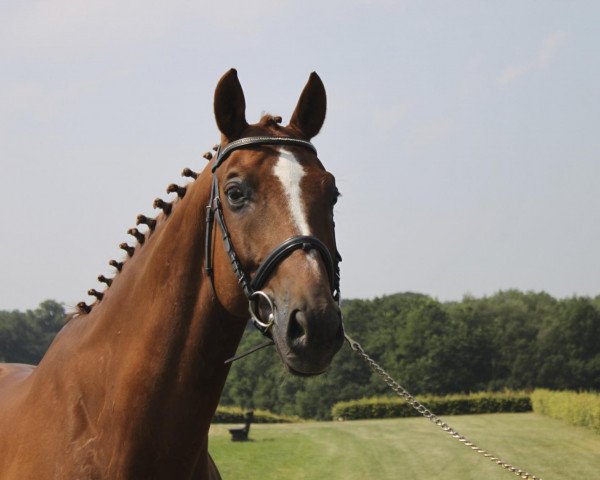 Pferd Artus (Rheinländer, 2000, von Abanos)
