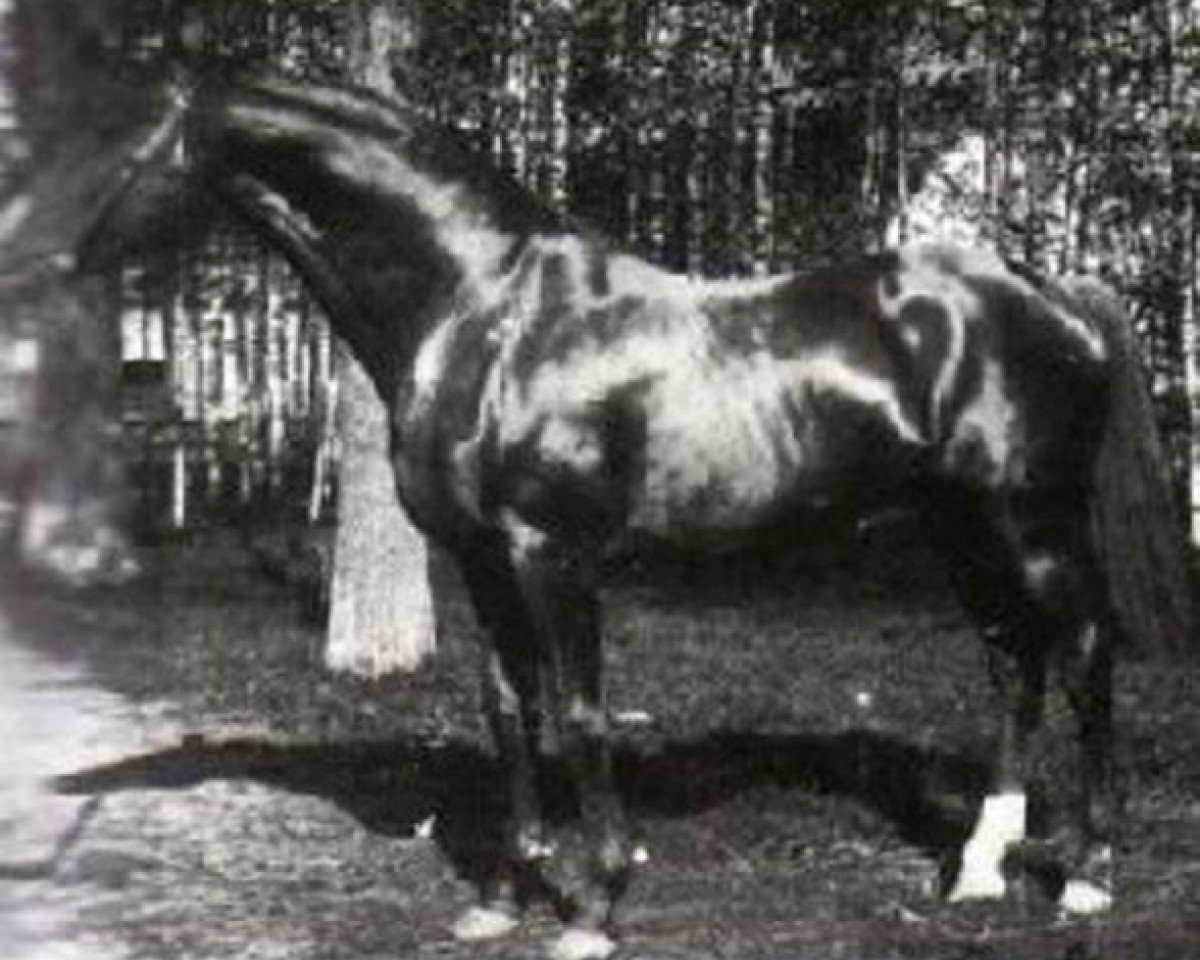 Deckhengst Blue Blood xx (Englisches Vollblut, 1876, von King Tom xx)
