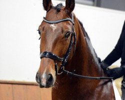 dressage horse Negros Noble Diamond (Oldenburg, 2015, from Negro)