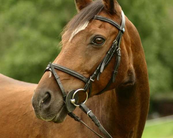 Pferd Vino (Deutsches Reitpony, 1987, von Vulkan)