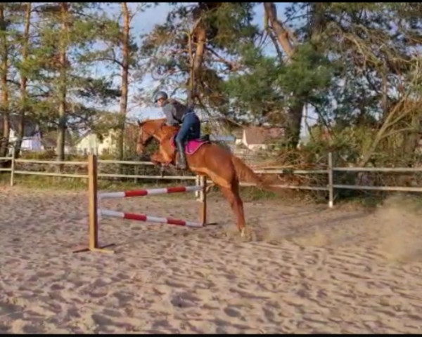 horse The Wild Atlantic xx (Thoroughbred, 2009, from Germany xx)