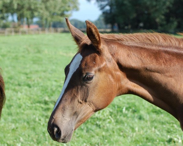 Dressurpferd Finesse M (Westfale, 2010, von Fürst Romancier)