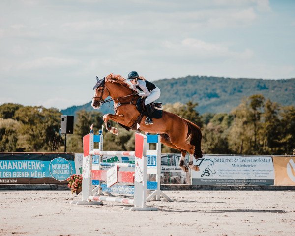 jumper Zanzibar vd Horst Z (Zangersheide riding horse, 2016, from Zirocco Blue) jumper Zanzibar vd Horst Z (Zangersheide riding horse, 2016, from Zirocco Blue)