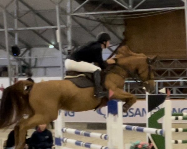 broodmare La Marraine (KWPN (Royal Dutch Sporthorse), 2016, from Arezzo)