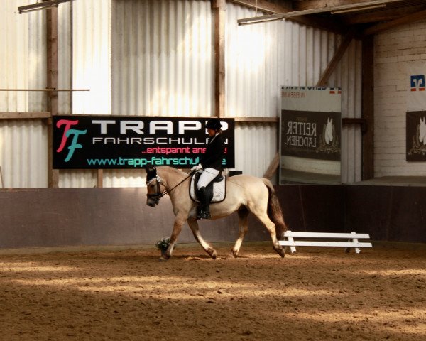 dressage horse La Tveila (Fjord Horse, 2012, from Mr. Tveiten N.2591)