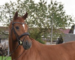 dressage horse Bentley 112 (Hanoverian, 2015, from Belissimo NRW)