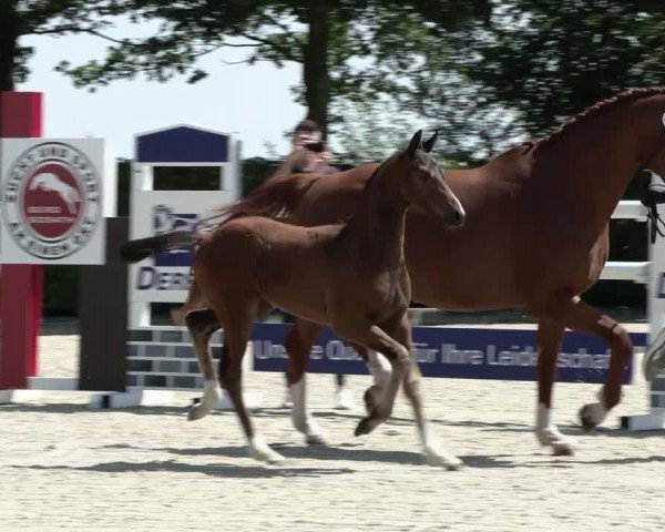 Video von Fideelius