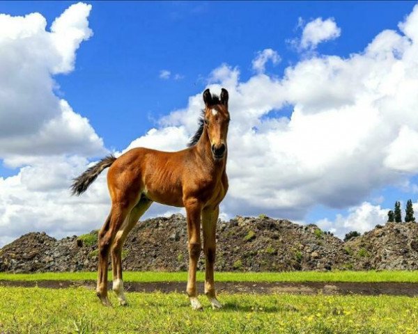 horse Promise (KWPN (Royal Dutch Sporthorse), 2020, from For Ferrero)
