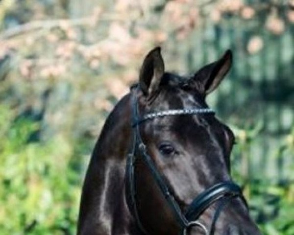 stallion Gladiator (KWPN (Royal Dutch Sporthorse), 2015, from Glamourdale)