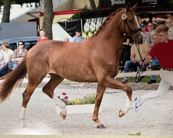 broodmare Ivory Street (Westphalian, 2018, from Asgard's Ibiza)