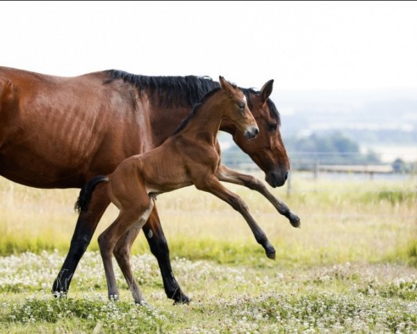 horse Uppsala H (Hanoverian, 2022, from United Touch S)