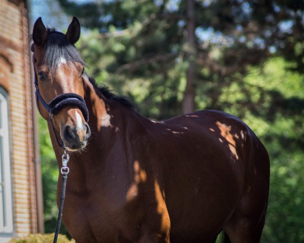 Pferd Douplo de la luxe (Holsteiner, 2017, von Dinken)