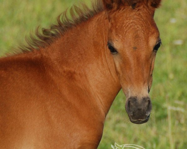 horse Speedless Fairy (German Riding Pony, 2010, from Mikado 352)