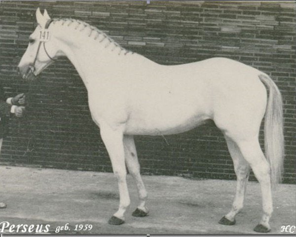 stallion Perseus (Westphalian, 1959, from Pluchino xx)