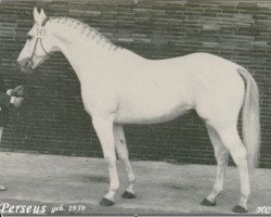 Deckhengst Perseus (Westfale, 1959, von Pluchino xx)