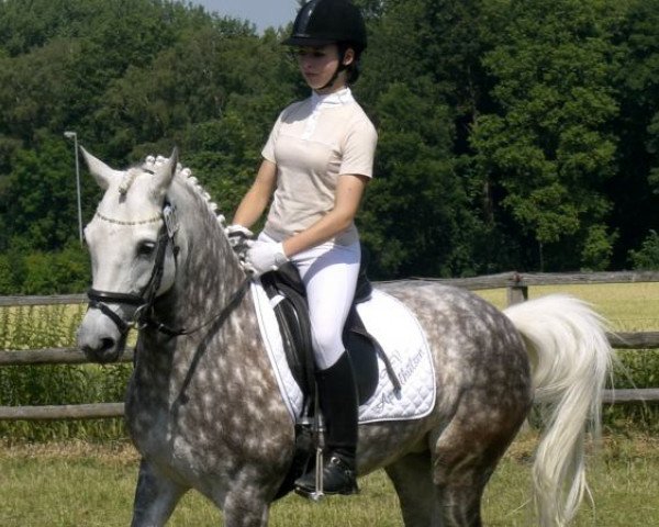 horse Cindy (German Riding Pony, 1997)