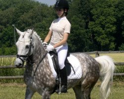 horse Cindy (German Riding Pony, 1997)