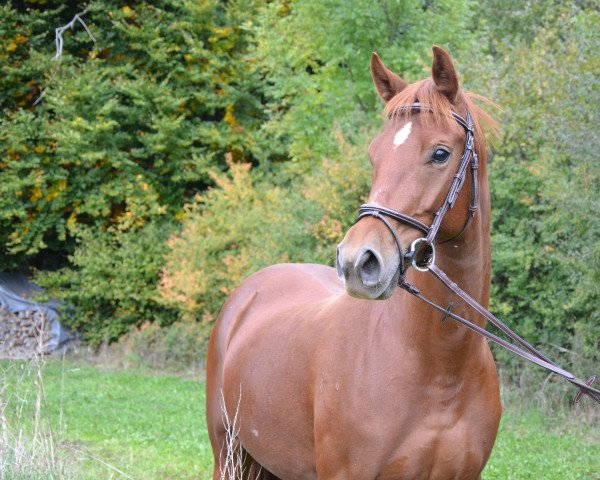 horse Indiana XXIII (Oldenburg,  , from Asgard's Ibiza)