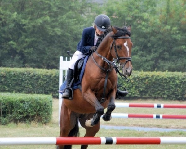 horse Arcus II KA (Polish Warmblood, 2001, from Artus) horse Arcus II KA (Polish Warmblood, 2001, from Artus)