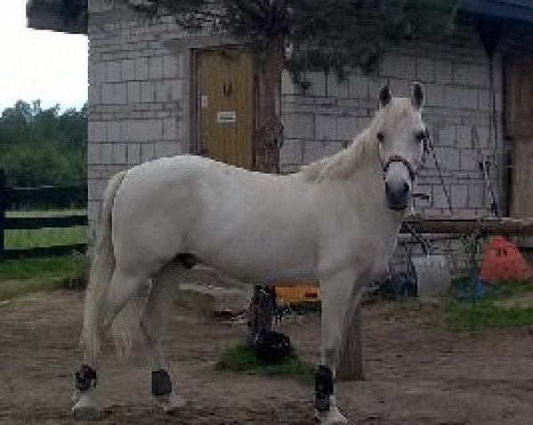 horse Dante (Polish Pony, 1998, from Falk)