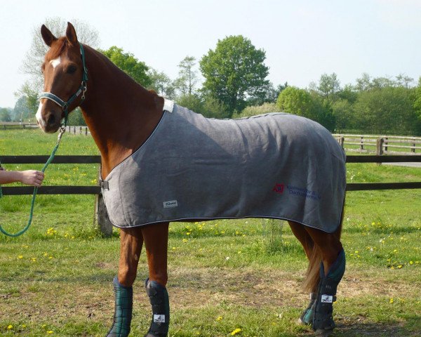 horse Riccochee (Westphalian, 2006, from Riccio)